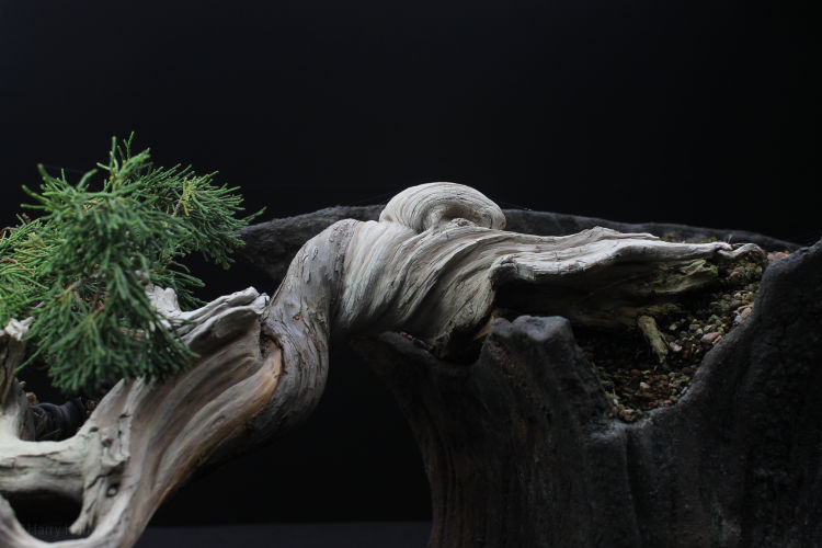 juniper bonsai deadwood